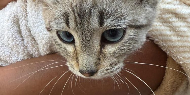 Gobierno de la Ciudad fortalece acciones de cuidado animal