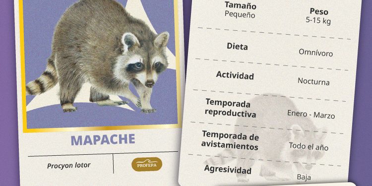 Profepa invita a convivir responsablemente con la fauna silvestre urbana