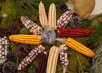 “Feria Nacional de la Agrobiodiversidad” en el Ejido Unión Zapata, Oaxaca
