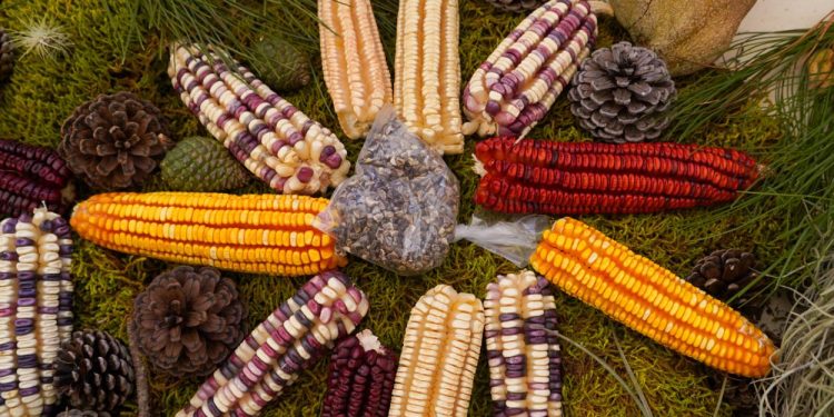 “Feria Nacional de la Agrobiodiversidad” en el Ejido Unión Zapata, Oaxaca