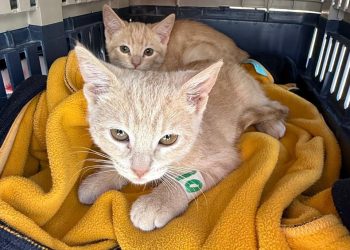 Impulsa Gobierno de la Ciudad jornadas de bienestar animal en más colonias del municipio