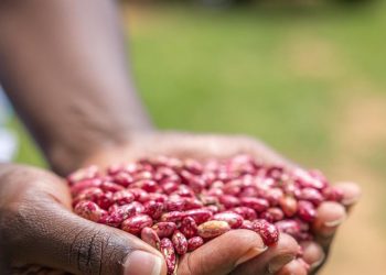 El cambio climático reducirá drásticamente las cosechas, amenazando nuestra alimentación