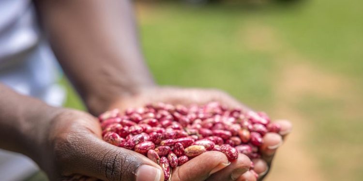 El cambio climático reducirá drásticamente las cosechas, amenazando nuestra alimentación