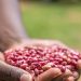 El cambio climático reducirá drásticamente las cosechas, amenazando nuestra alimentación