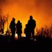 El calentamiento, los incendios y las plagas amenazan los bosques