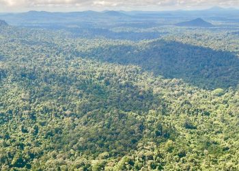 La ONU hace un llamado a triplicar los fondos para proteger los bosques tropicales en peligro