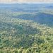 La ONU hace un llamado a triplicar los fondos para proteger los bosques tropicales en peligro