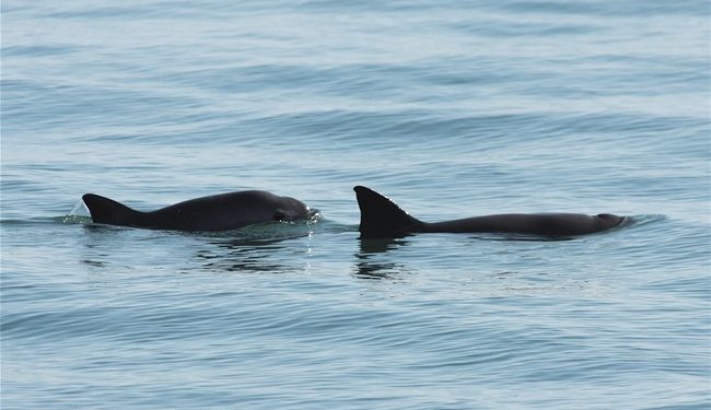 La Conanp, el PNUD y SSCS refuerzan la protección de la vaquita marina con ciencia y tecnología de vanguardia