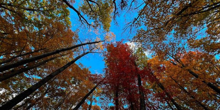 Brasil lidera un nuevo fondo para priorizar la protección de los bosques en la acción climática