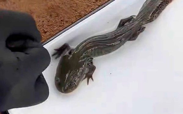 Equipo científico de la UNAM localiza ajolote del Altiplano, en Querétaro