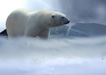 Día Internacional de los Derechos de los Animales