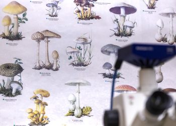 Biólogos del CUCBA registran seis especies de “hongos zombies” que parasitan hormigas