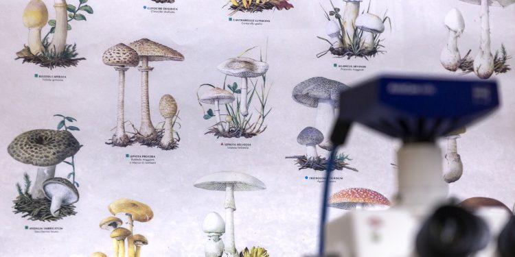 Biólogos del CUCBA registran seis especies de “hongos zombies” que parasitan hormigas