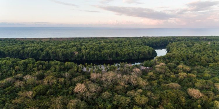 El Inventario Nacional Forestal, permite conocer los recursos forestales del país