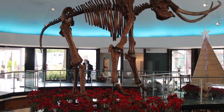 Celebra el Día Nacional de la Nochebuena con un hermoso taller en el Museo de Historia Natural y Cultura Ambiental