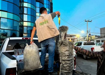 Aseguran cargamento musgo y heno en Almoloya, Hidalgo