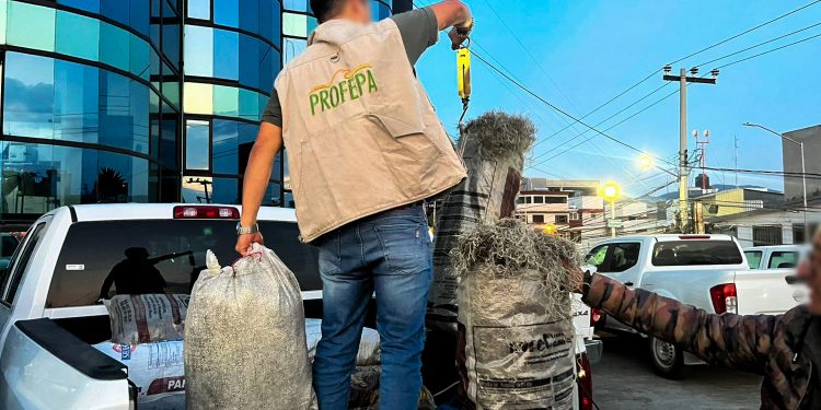 Aseguran cargamento musgo y heno en Almoloya, Hidalgo