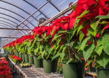 México celebra el Día Nacional de la Nochebuena, símbolo vivo de identidad y tradición