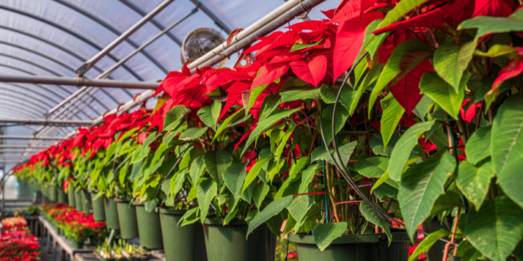 México celebra el Día Nacional de la Nochebuena, símbolo vivo de identidad y tradición