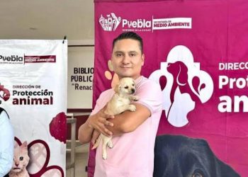 Avanza Gobierno de la Ciudad en materia de bienestar animal