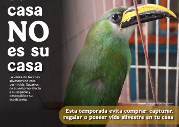 Tu casa no es su casa, Profepa te invita a no comprar o regalar fauna silvestre