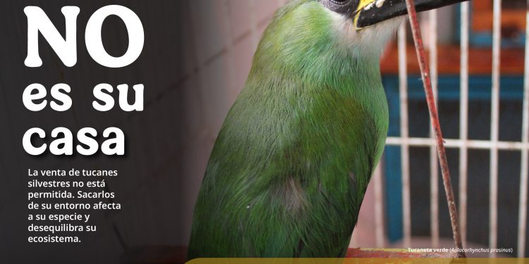 Tu casa no es su casa, Profepa te invita a no comprar o regalar fauna silvestre