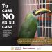 Tu casa no es su casa, Profepa te invita a no comprar o regalar fauna silvestre
