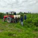 Impulsa UTH la agricultura del futuro con nueva ingeniería sustentable