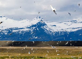 El Ártico se acerca a un punto crítico: deshielo récord, ríos “oxidados” y una tundra que verdea
