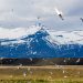 El Ártico se acerca a un punto crítico: deshielo récord, ríos “oxidados” y una tundra que verdea