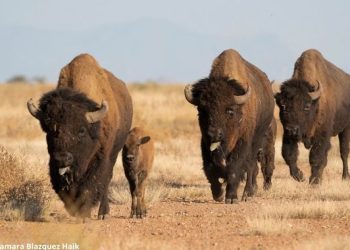 Se restablece la presencia del bisonte en los pastizales del norte de México