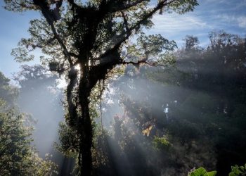 Semarnat, Conanp y Parks Canadá protegen, conservar y restaurar Áreas Naturales Protegidas
