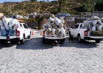 Por no acreditar su legal procedencia, Profepa asegura más de media tonelada de orégano en Querétaro