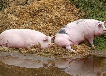 Avanzan investigaciones interinstitucionales contra la cisticercosis