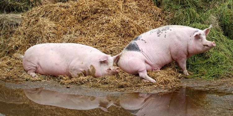 Avanzan investigaciones interinstitucionales contra la cisticercosis