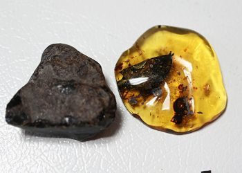 Nueva especie de árbol productor de ámbar es descubierta en Chiapas