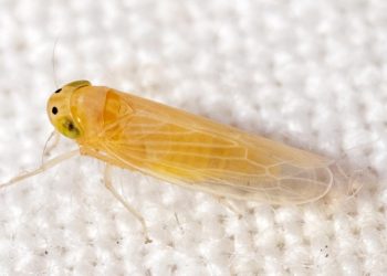 Especialistas del CUCBA advierten consecuencias de plagas por chicharrita del maíz