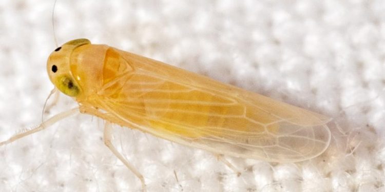 Especialistas del CUCBA advierten consecuencias de plagas por chicharrita del maíz