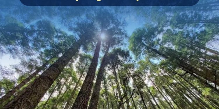 Laboratorio forestal de Semarnat evita ingreso de plagas al país