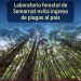 Laboratorio forestal de Semarnat evita ingreso de plagas al país