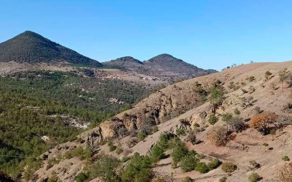 Descubren microorganismos benéficos para sistemas agrícolas
