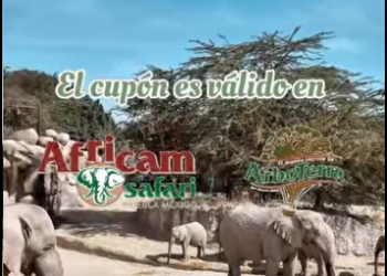 Continúa la campaña  verde navidad