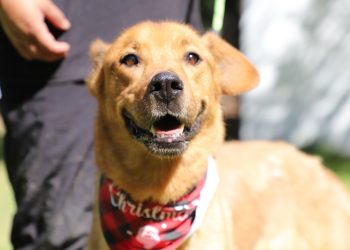 Gobierno del Estado impulsa campaña permanente “Adopta, No Compres”