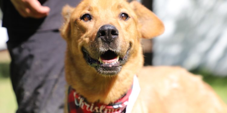 Gobierno del Estado impulsa campaña permanente “Adopta, No Compres”