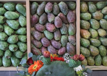 Puebla logra protección del IMPI para la Tuna Rojo Vigor