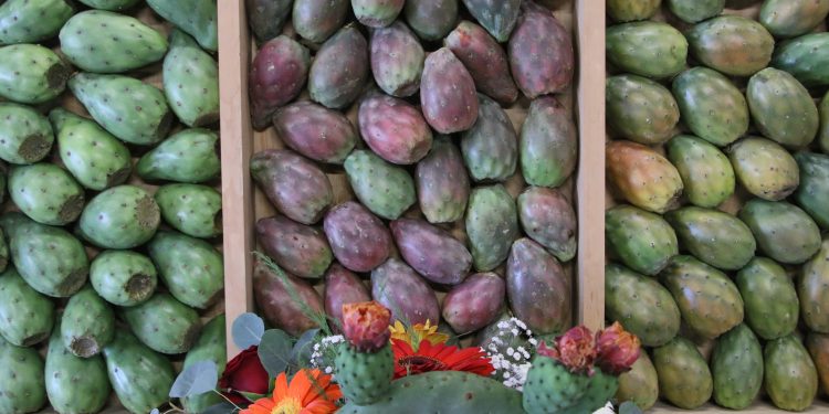 Puebla logra protección del IMPI para la Tuna Rojo Vigor