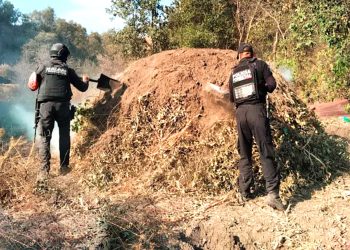 Elimina Policía Forestal seis hornos clandestinos para procesar madera