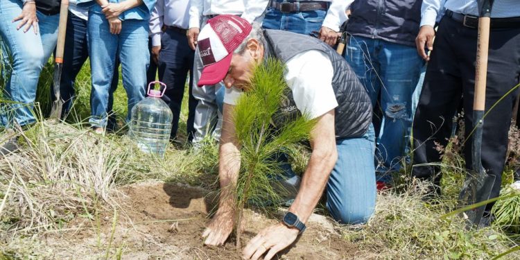 Puebla capital refuerza su compromiso ambiental: meta de plantar 100 mil árboles para 2026