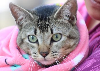 Emite Gobierno de la Ciudad medidas para el cuidado de mascotas ante temporada de frío