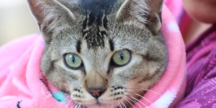 Emite Gobierno de la Ciudad medidas para el cuidado de mascotas ante temporada de frío